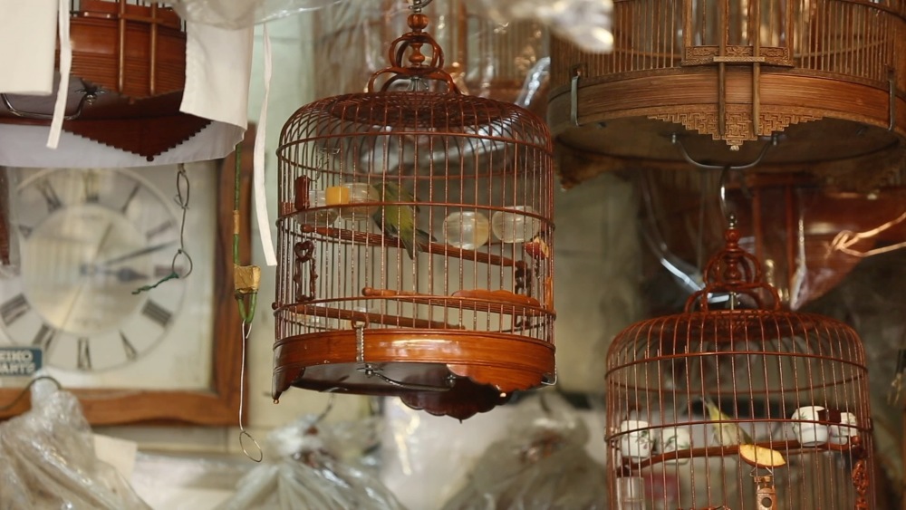 香港故事香港雀笼技艺守护者觅得新传人