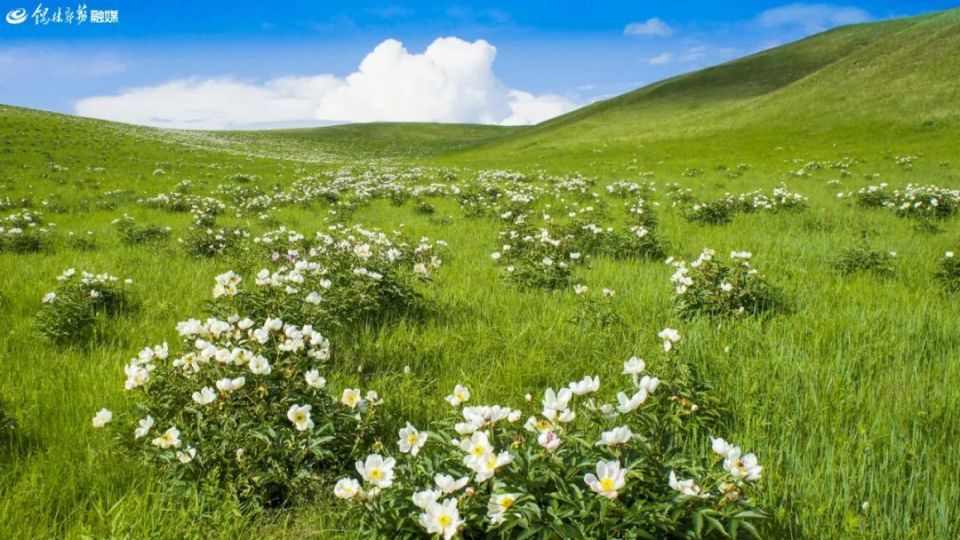生长在山坳之中而得名的景区──芍药谷有一个因满山开满芍药花贺斯