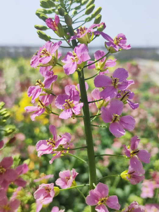 油菜花颜色气味图片