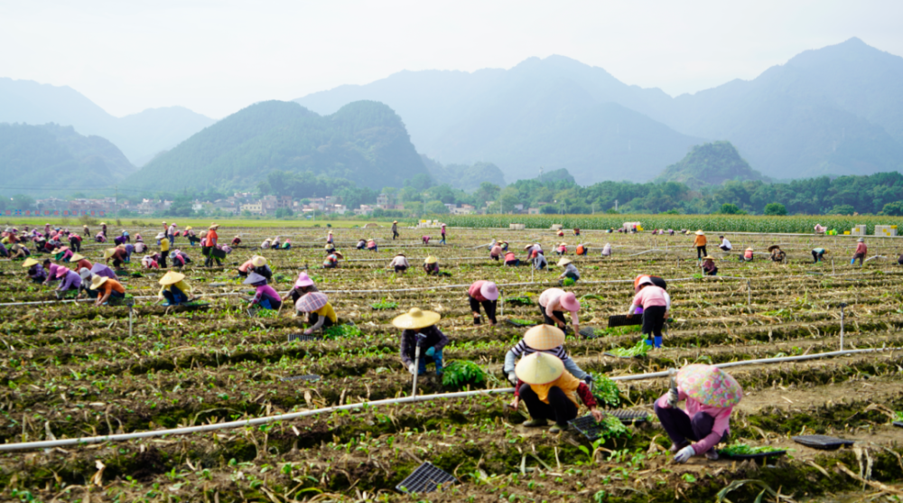 16万亩连州菜心开启千人大播种 连州"小菜心"奔向"百亿"大产业