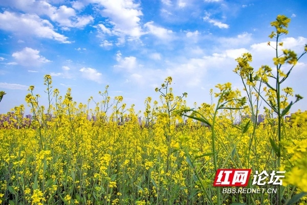 洋湖体育公园油菜花图片