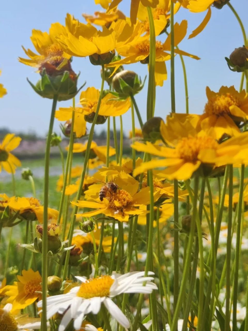 点开,夏天最灿烂的花朵,送给你!