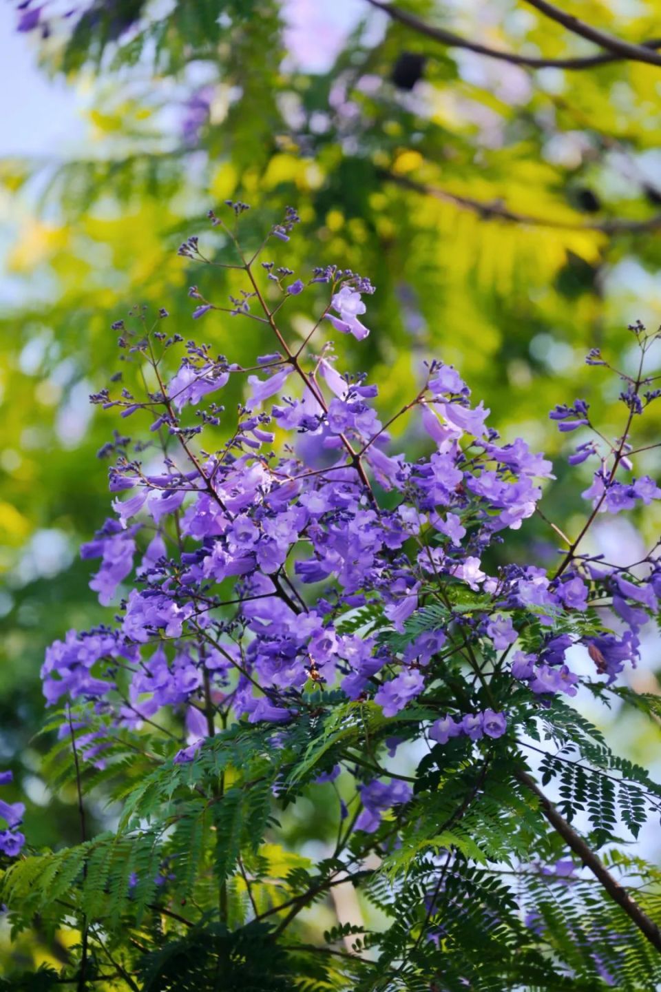 蓝楹花最美图片