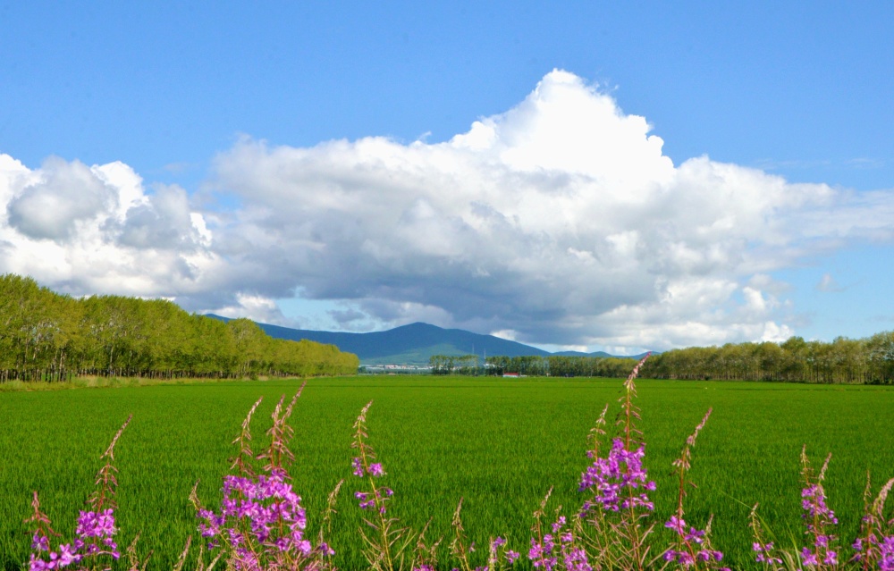 "雄鹰"展翅洒"甘霖" 北大化荒集团航化作业防病促丰产