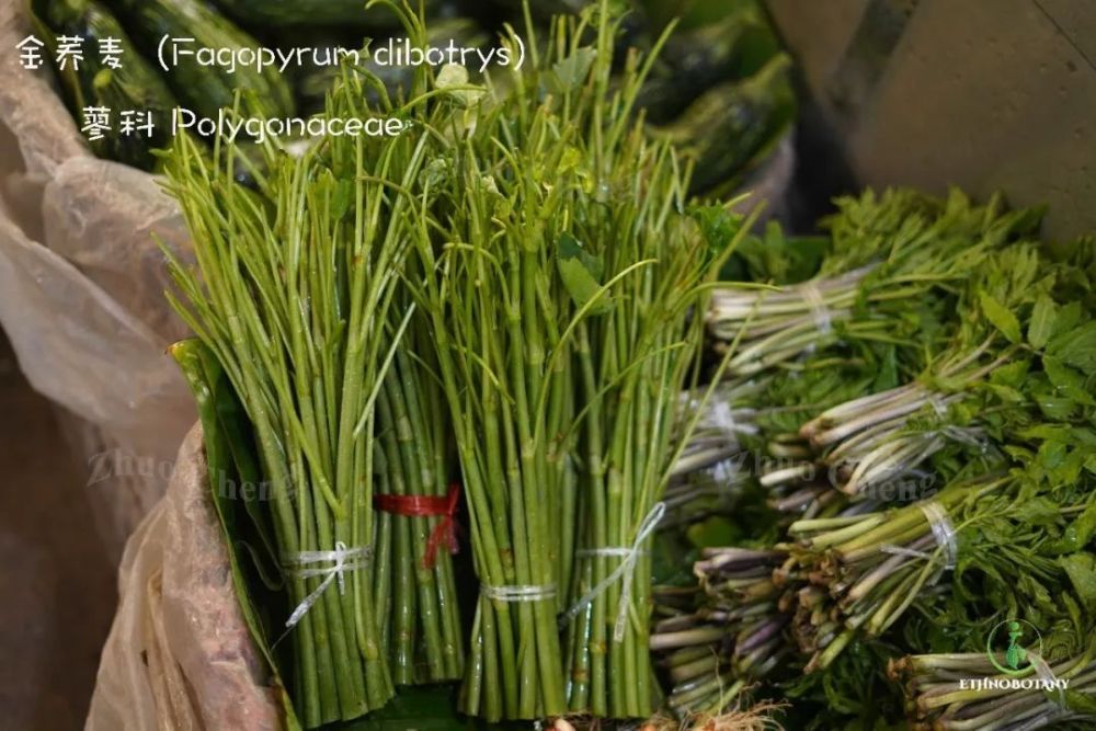 花)大葉蘚(迴心草,燉豬心吃)薊(棘刺根)茴香藜(灰灰菜)枸杞大參(火鐮