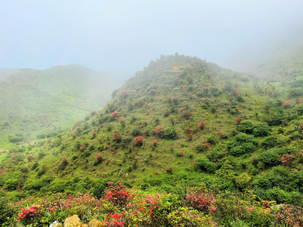 天露山上映山红,抓住花期来踏春(内附攻略)