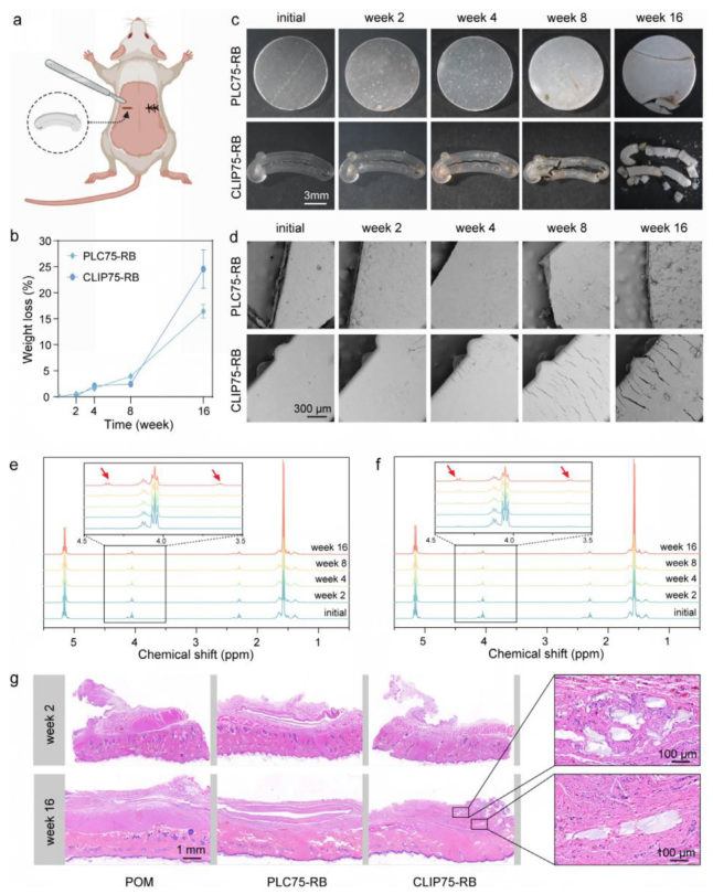 什么是可吸收夹四川大学何斌、成都大学高文霞AM：新型可降解共聚物为高性能组织结扎夹带来革新_https://www.jmylbn.com_新闻资讯_第11张