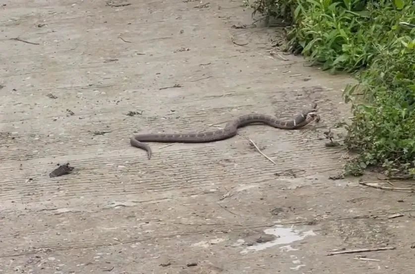 "长牛角"的蛇!《斗罗大陆》"天青牛蟒"再现凉山?专家辟谣