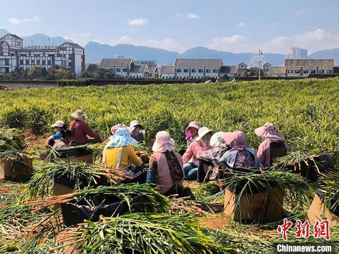 [南方生姜网-图片加载]