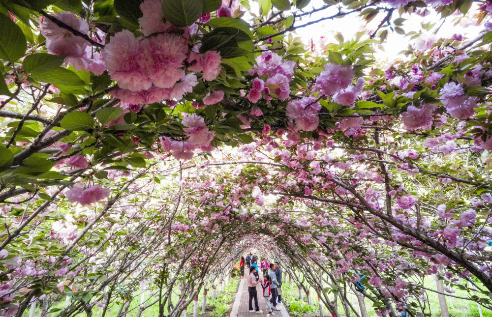 郑州这段百米樱花长廊走红
