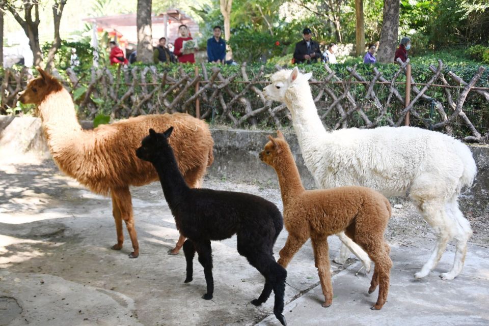 游客打卡深圳野生动物园动物萌态可掬