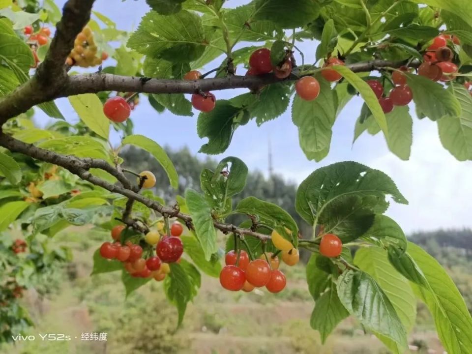 乐山周边摘樱桃图片