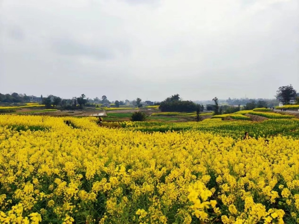 c视频丨千亩花海等你来看隆昌市光辉村举行首届油菜花节
