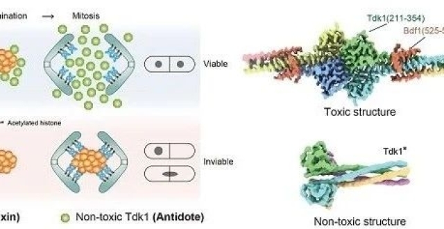 中科院生物物理研究所叶克穷研究组与北京生命科学研究所杜立林研究组发现：蛋白质通过双重结构行使毒药和解药功能_腾讯新闻