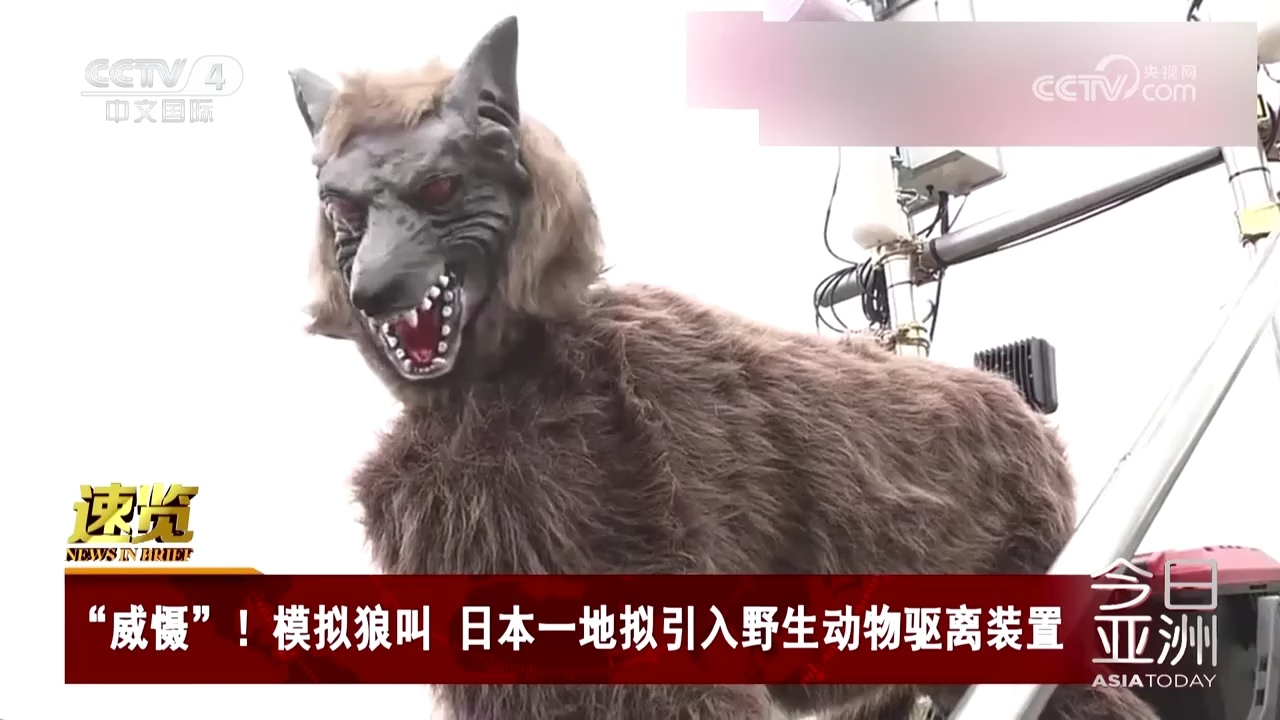 “威慑”！模拟狼叫 日本一地拟引入野生动物驱离装置_腾讯新闻