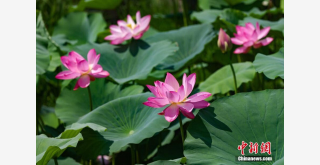 南京莫愁湖“荷叶田田”夏意浓_腾讯新闻
