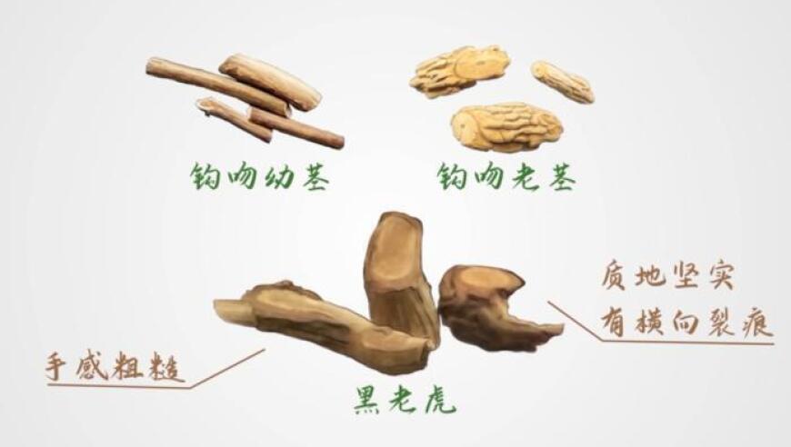 6口之家全中毒，2人进ICU！这种野菜为何碰不得？