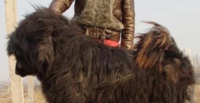 被人遗忘的藏狮！是比藏獒还凶猛的中华犬种，藏民心中的“神犬”_腾讯新闻