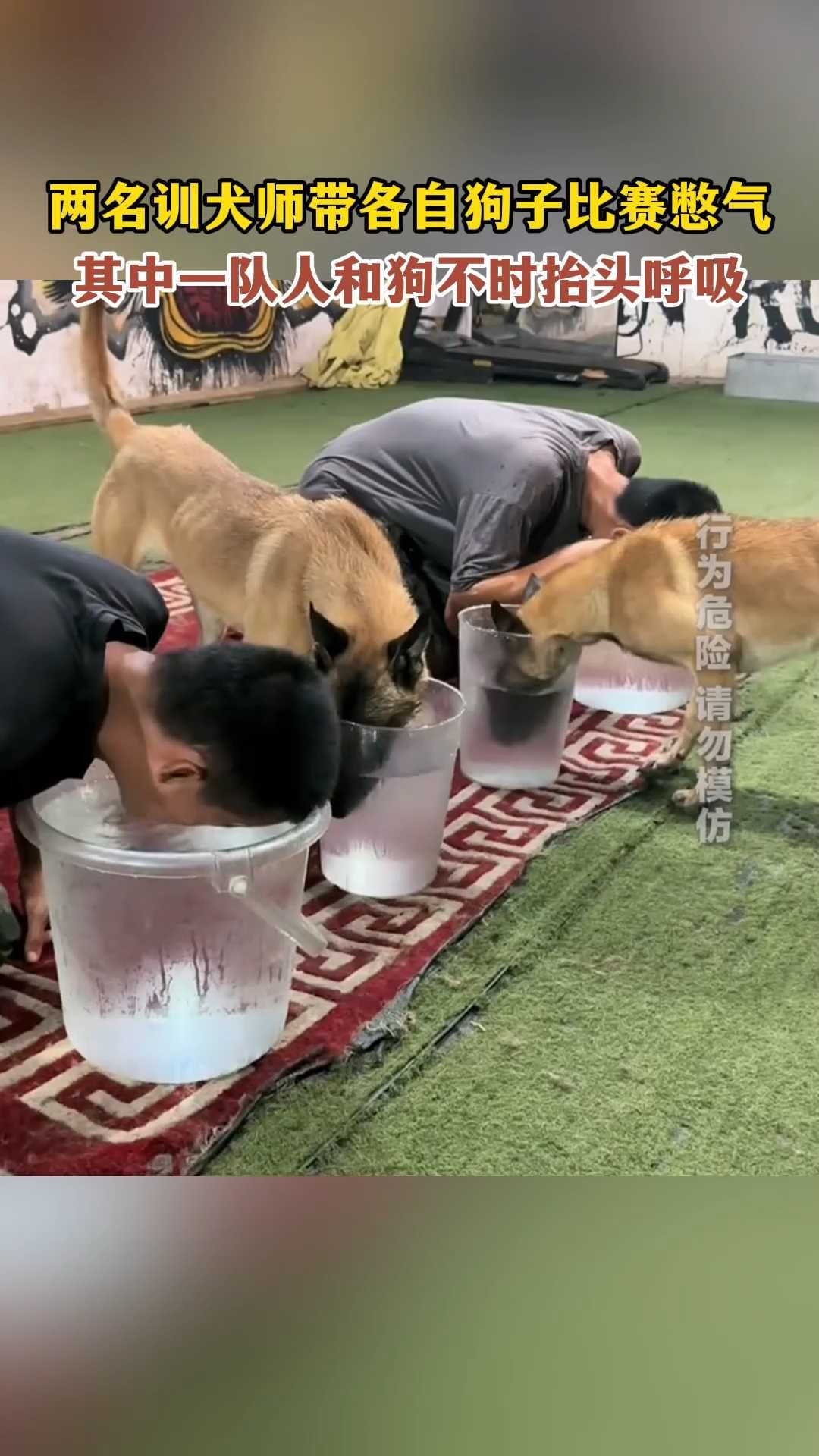 两名训犬师带各自狗子比赛憋气，其中一队人和狗不时抬头呼吸_腾讯新闻