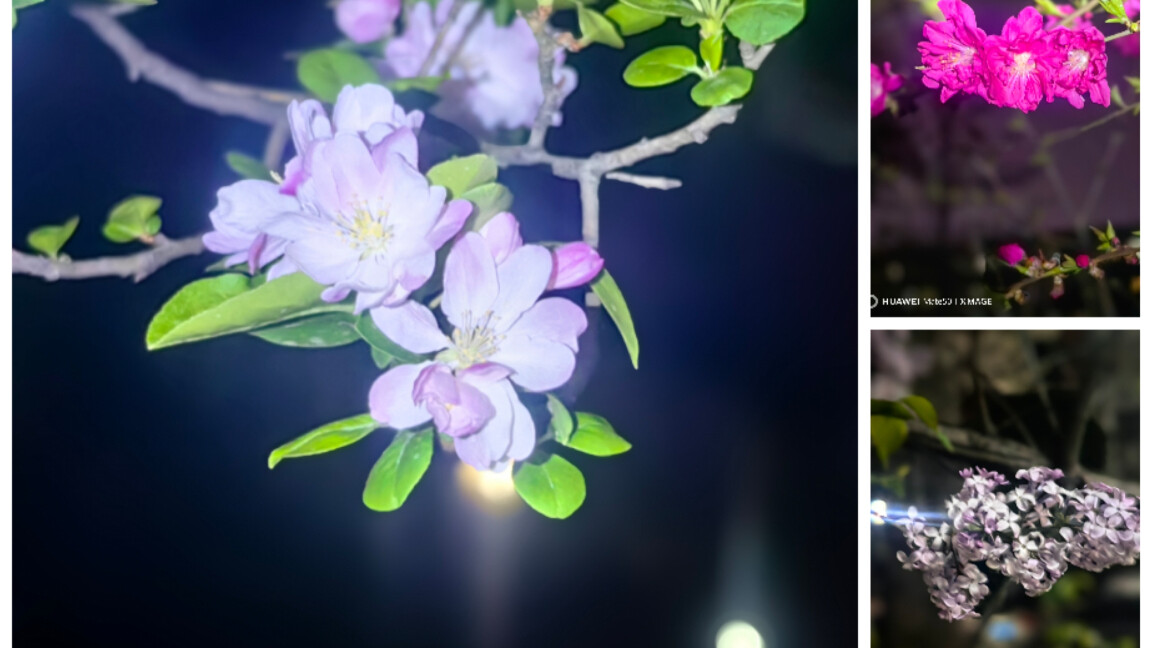 夜色漫过枝头，三种春意在镜头里悄然相逢_腾讯新闻