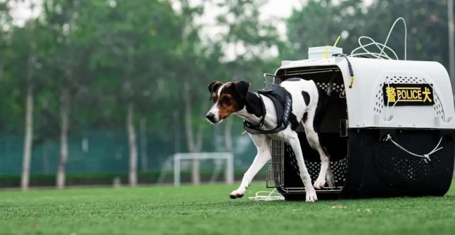 【警犬出击】中国警犬大揭秘——太仓犬_腾讯新闻