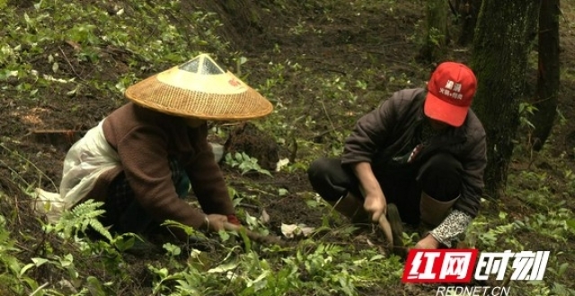 保靖：柏木林下崛起中药材产业 拓宽群众增收致富路_腾讯新闻