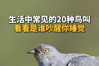 生活中常见的20种鸟叫，看看是谁吵醒你睡觉_腾讯新闻