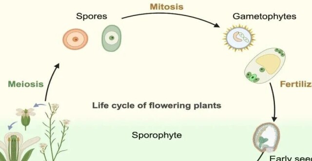 22位专家联合阐释植物有性生殖分子机制 | SCLS_腾讯新闻