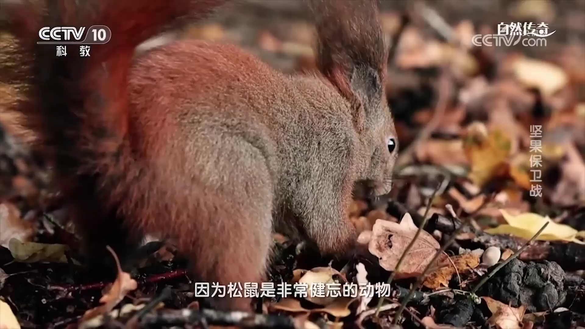 年度囤粮王？一只松鼠每年藏坚果近三千颗，数据震撼众人_腾讯新闻