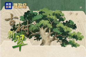 理政纪丨古树新翠