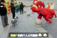 当舞狮遇到狗子 上演“狮狗大战” 笑翻全场“双方都不清楚对方的实力”_腾讯新闻