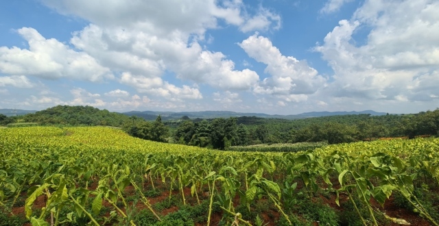《秋天的花朵》剧组赴云南实地勘景_腾讯新闻