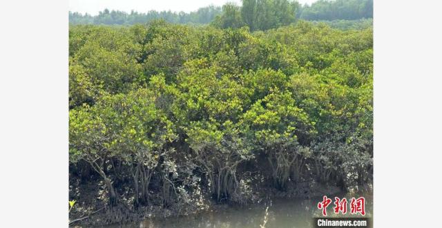 （新春走基层）探访侨乡台山镇海湾：鹭鸟成群飞翔 红树郁郁葱葱_腾讯新闻