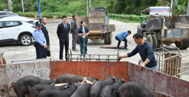 钻猪圈、逮猪仔，执行干警们变身“猪倌”是为哪般？_腾讯新闻