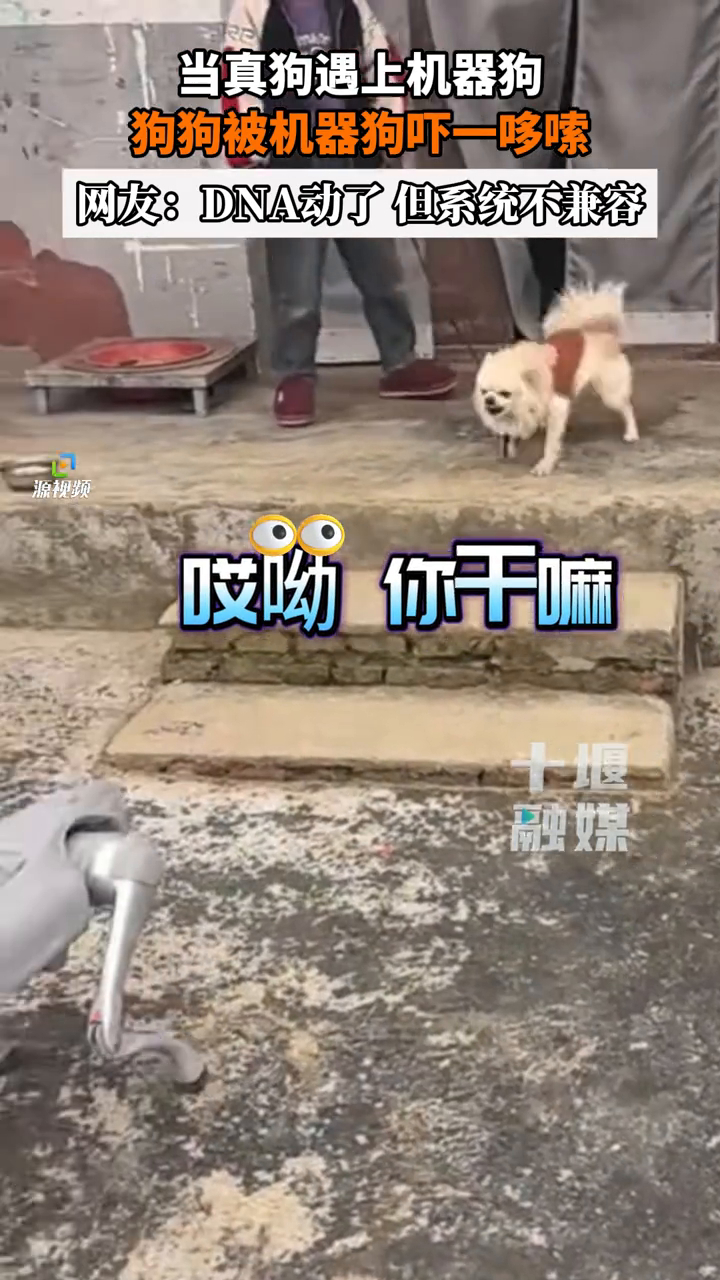 当真狗遇到机器狗是什么反应？真狗：你不要过来啊_腾讯新闻