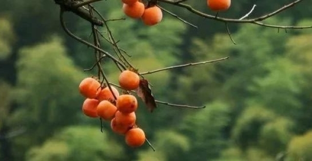 柿子红了，“柿柿” 如意_腾讯新闻