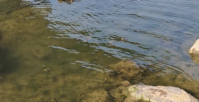 河南驻马店泌阳一河道漂浮死猪尸体？镇政府回应：已经安排处理_腾讯新闻