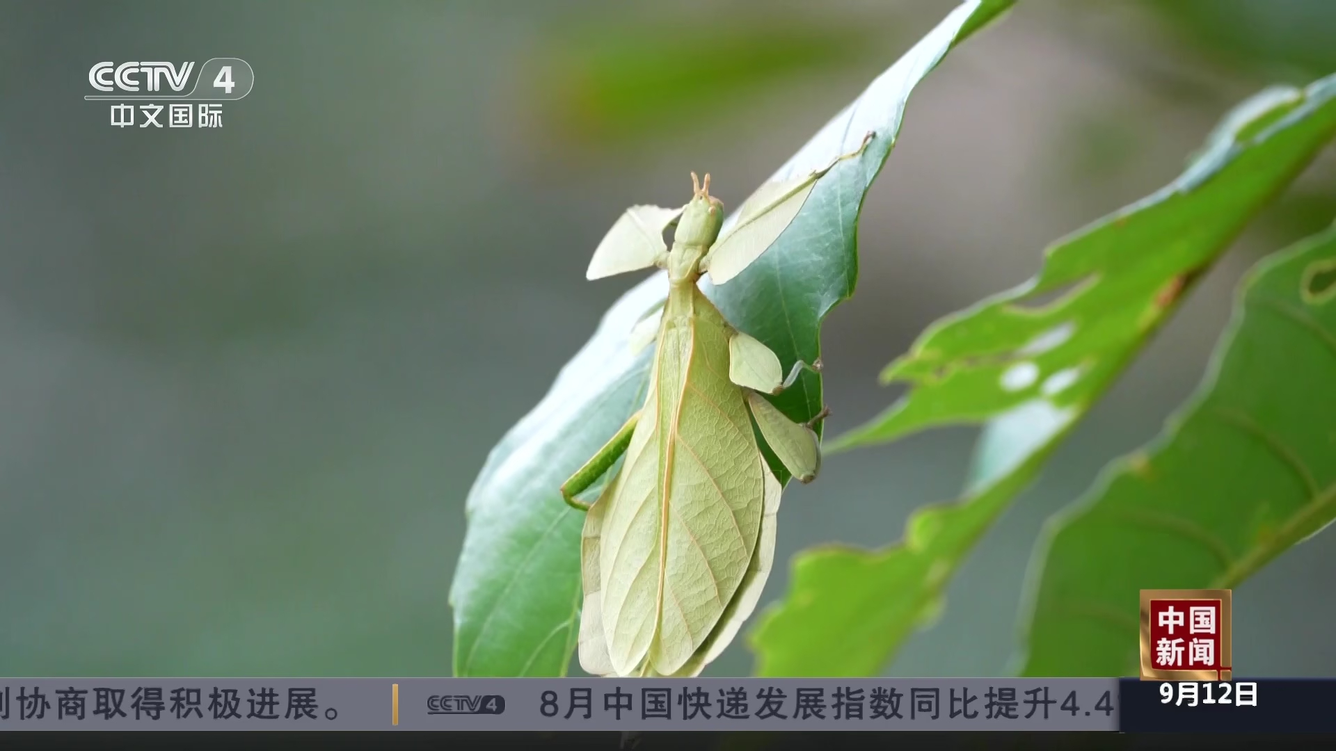海南：记者拍到昆虫界“伪装大师”同叶䗛_腾讯新闻