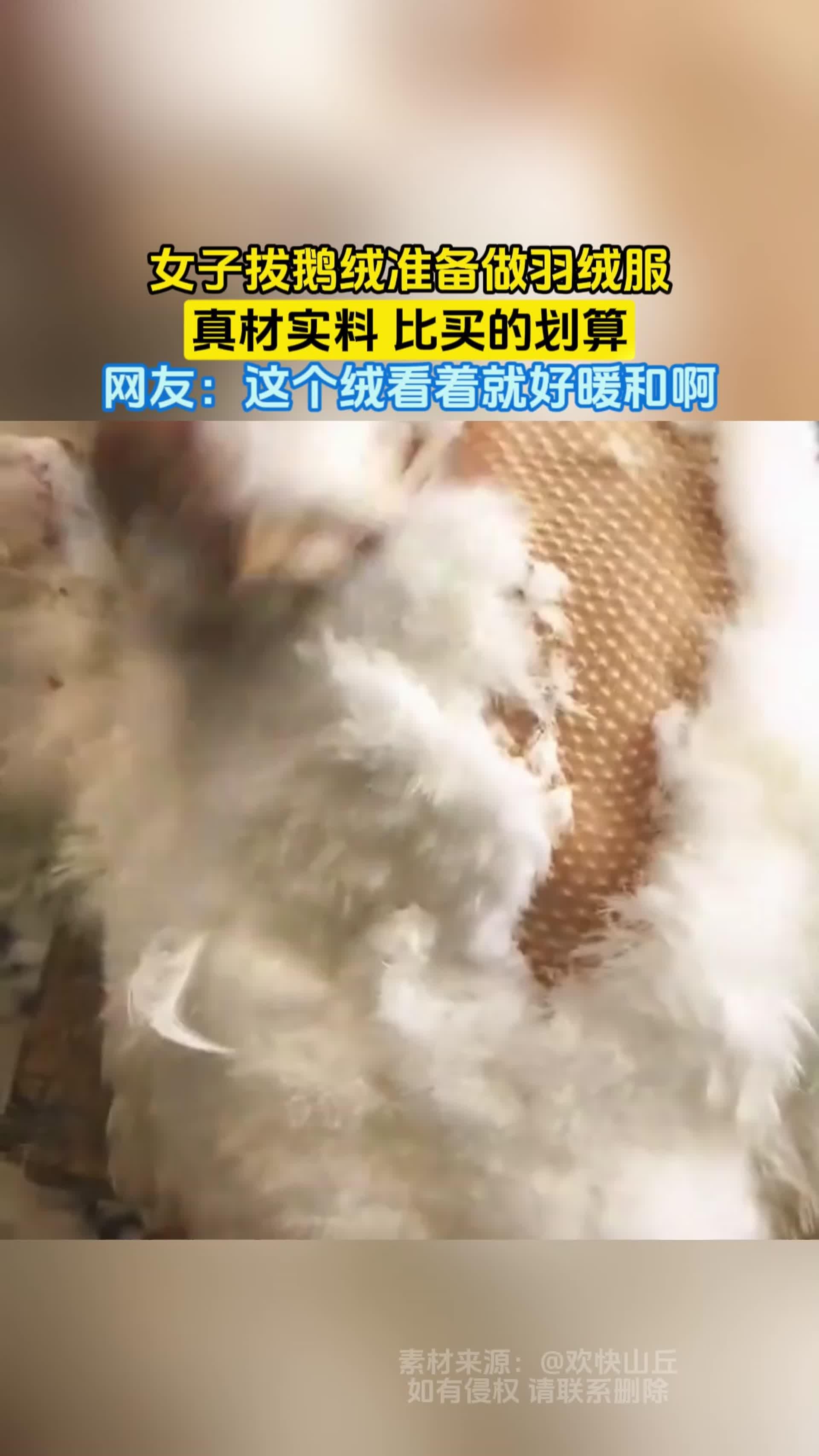 女子拔鹅绒准备做羽绒服，真材实料 比买的划算，网友：这个绒看着就好暖和啊_腾讯新闻