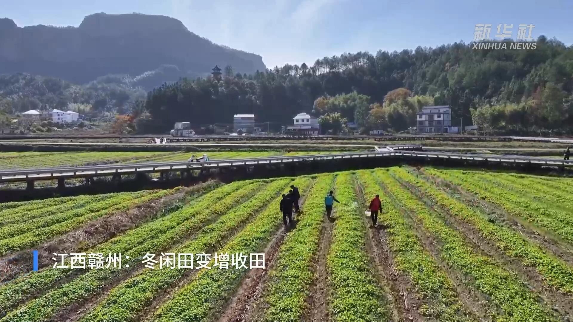 江西赣州：冬闲田变增收田_腾讯新闻