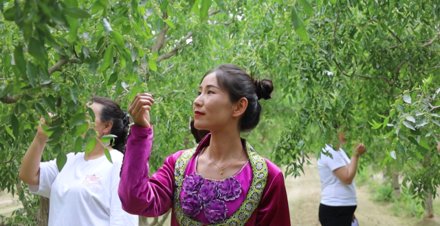 若羌：“枣花开了”之枣林游园活动精彩纷呈_腾讯新闻