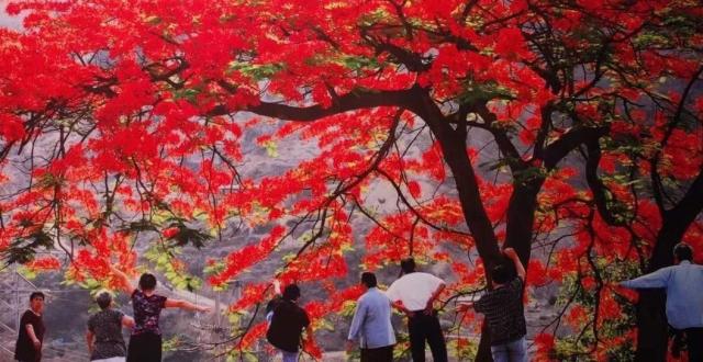 行走丨攀枝花开攀枝花_腾讯新闻