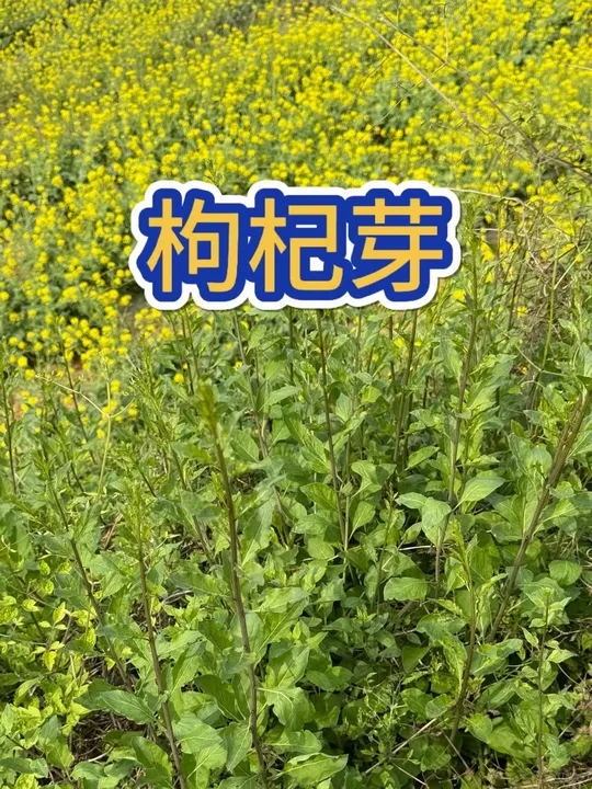 枸杞芽 《本草纲目》中称为天精草，太嫩了，煮瘦肉，超棒了_腾讯新闻
