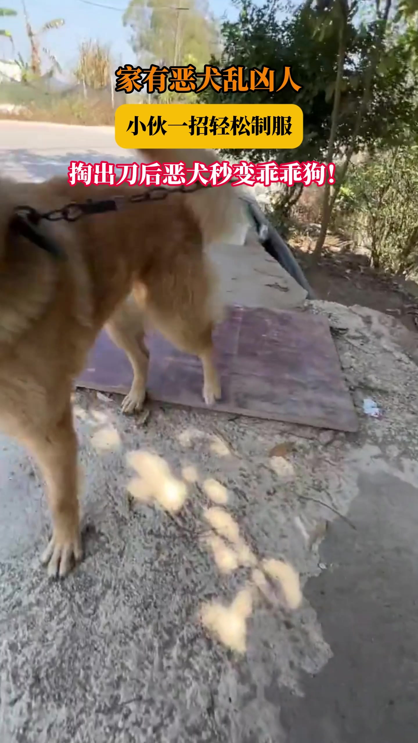 家有恶犬乱凶人，小伙一招轻松制服，掏出刀后恶犬秒变乖乖狗！_腾讯新闻