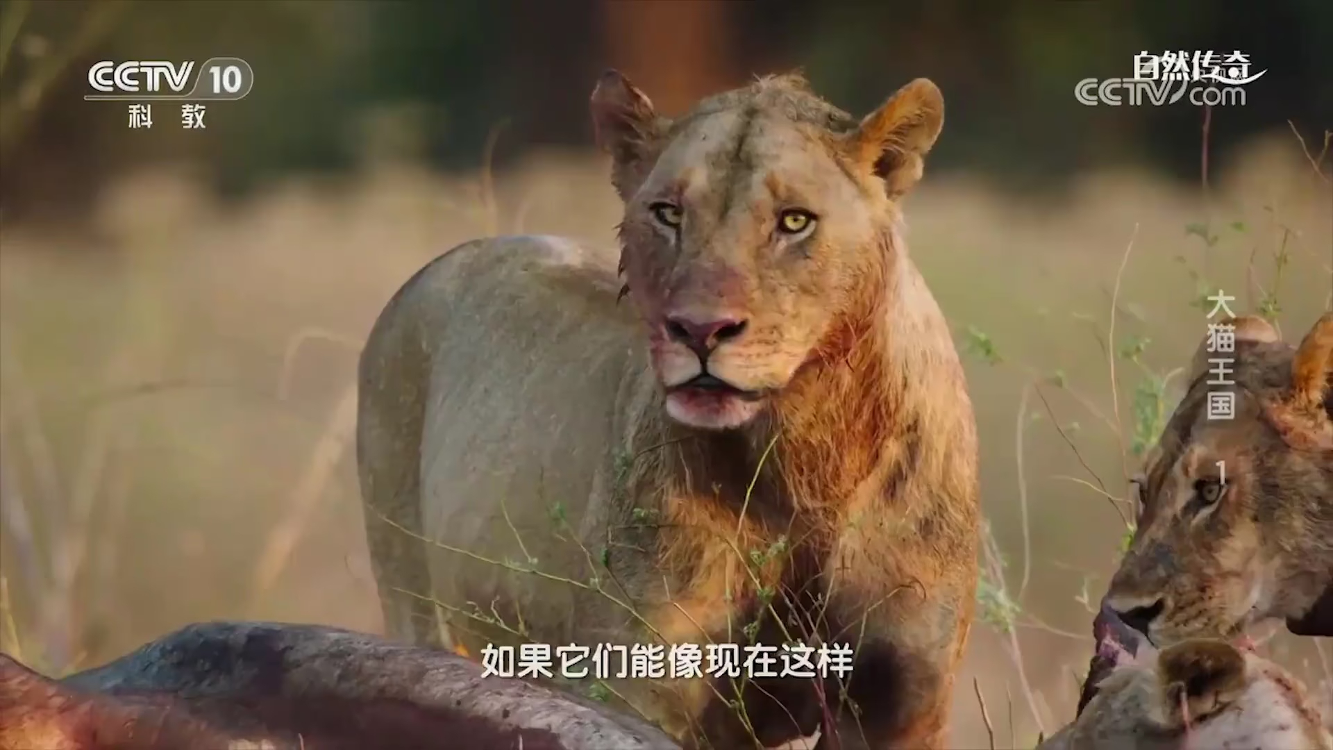小雌狮想上前进食水牛肉，结果却遭到流浪狮群首领的驱赶_腾讯新闻