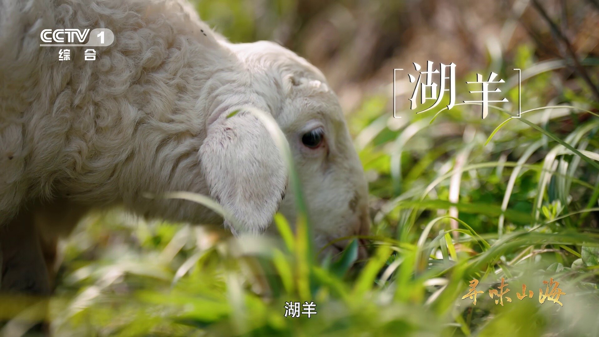 湖羊1000年的历史中藏着两次人口大迁徙_腾讯新闻