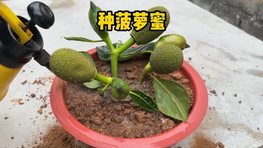 高压繁殖番石榴树！剥树皮刮几下，轻松长出根须_腾讯新闻