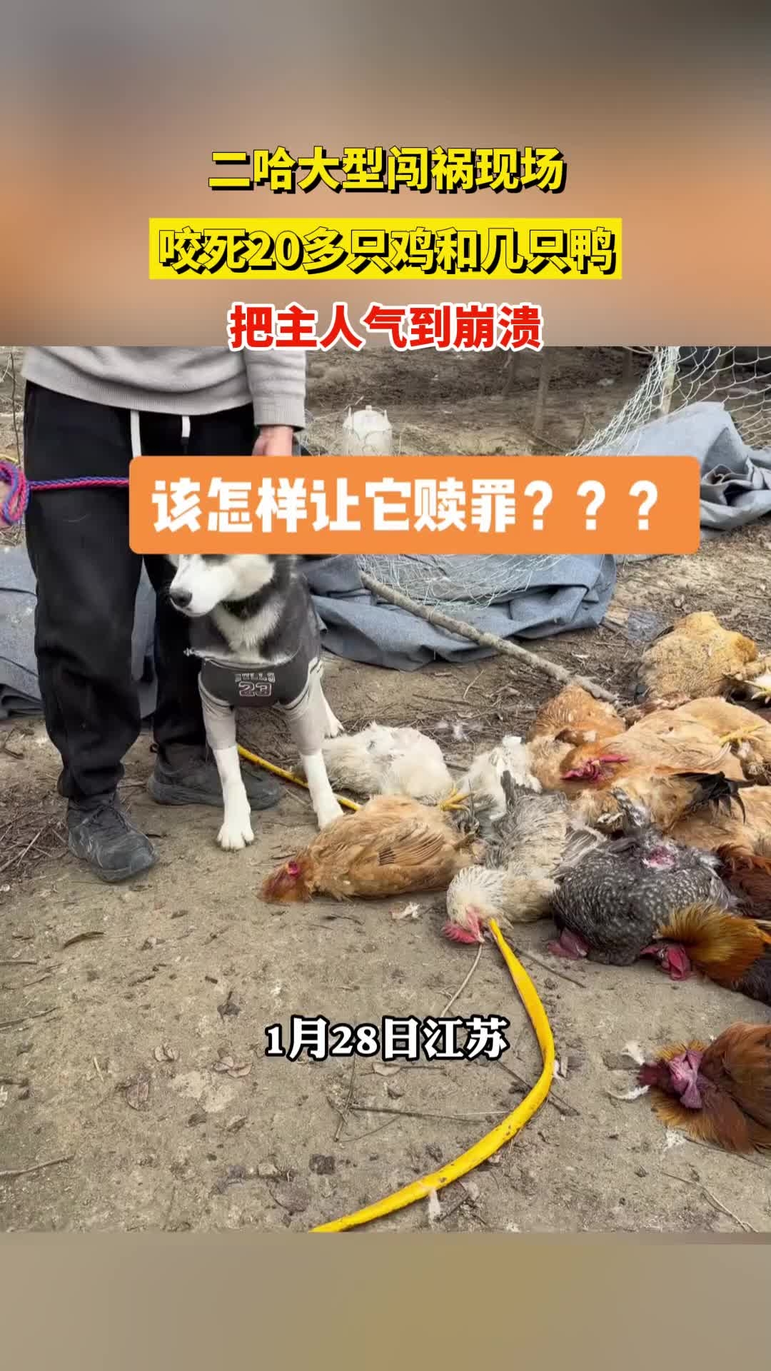 二哈大型闯祸现场，咬死20多只鸡和几只鸭，把主人气到崩溃_腾讯新闻