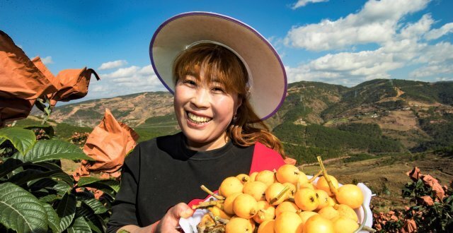 个大、肉厚、味美、多汁！“永平枇杷”获国家地理标志证明商标_腾讯新闻