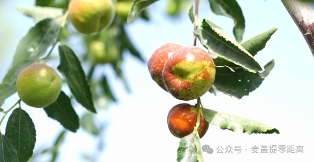 【乡村振兴进行时】甜蜜蜜！麦盖提县蟠枣喜迎大丰收_腾讯新闻